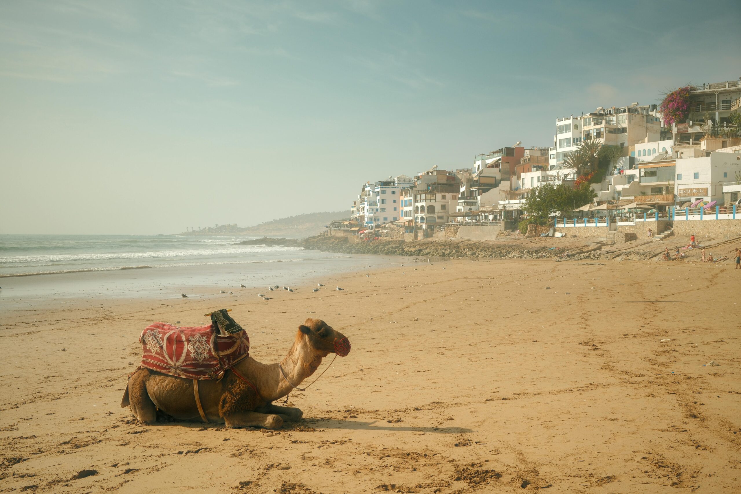 Balade à dromadaire sur la plage d'Agadir