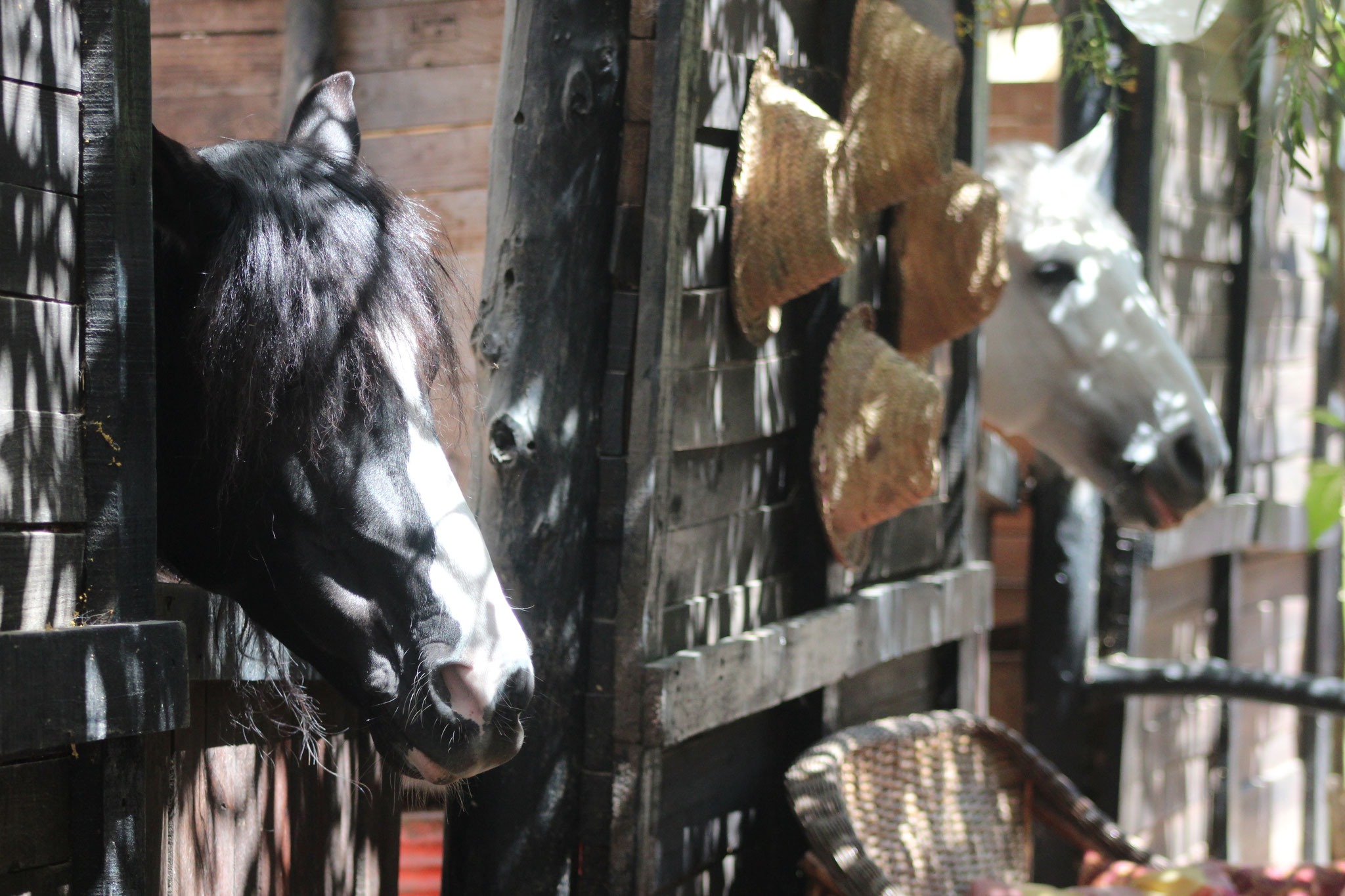 Balade à cheval Agadir — plage et dunes au coucher de soleil